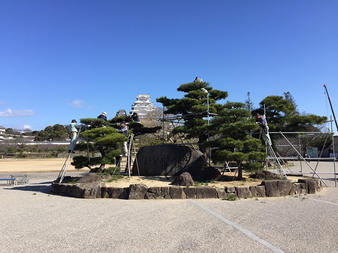 姫路城記念撮影の岩のとこを剪定してた_4696