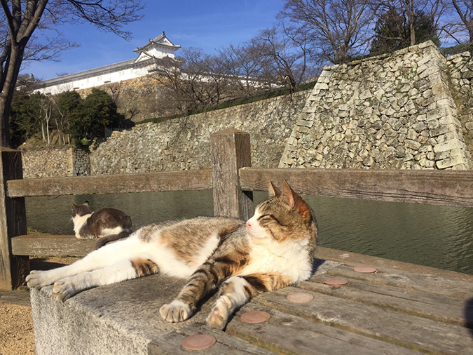 今日の姫路城城_2488