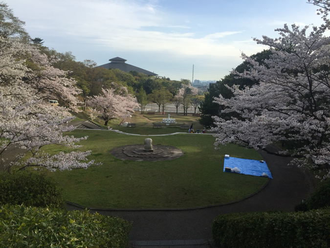 今日の姫路城手柄山の桜満開_9407