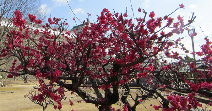 千姫ぼたん園の一番奥 倉庫前の梅が見頃を迎えているっぽい 今日の姫路城３８９日目 生態 姫路の種
