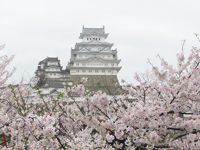 ２０１７ ４ １１ 雨の姫路城の桜状況 今日の姫路城４２１日目 お花見 姫路市のローカル情報サイト 裏観光情報も
