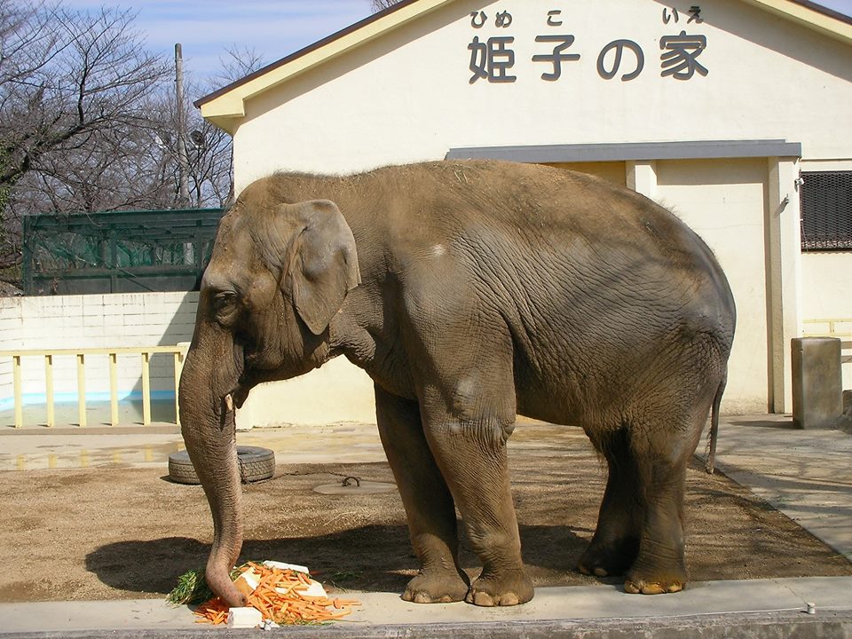 ９月２３日は動物園が無料 姫路動物愛護フェスティバルが今年も開催 姫路の種