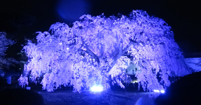 雨の姫路城夜桜会にいってきた 今日の姫路城７９１日目 姫路市のローカル情報サイト 裏観光情報も