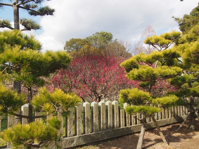 姫路周辺 梅園 梅林 梅まつり おでかけスポット５選２０２１ 開花情報も 姫路の種