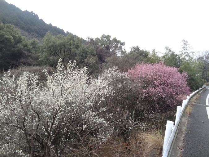 姫路周辺 梅園 梅林 梅まつり おでかけスポット５選２０２１ 開花情報も 姫路の種