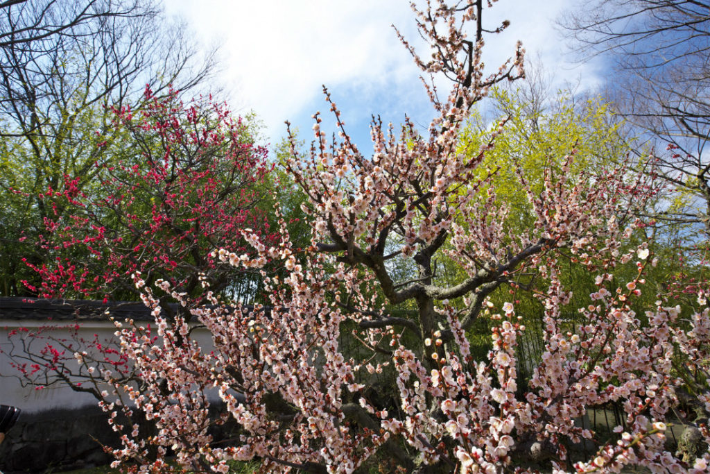 姫路周辺 梅園 梅林 梅まつり おでかけスポット５選２０２１ 開花情報も 姫路の種