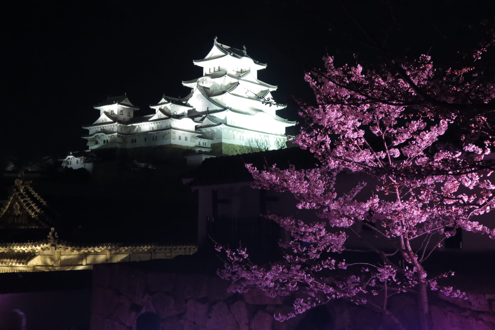姫路城の夜桜会の様子 今年はプロジェクションマッピングがさらにすごかった 姫路の種