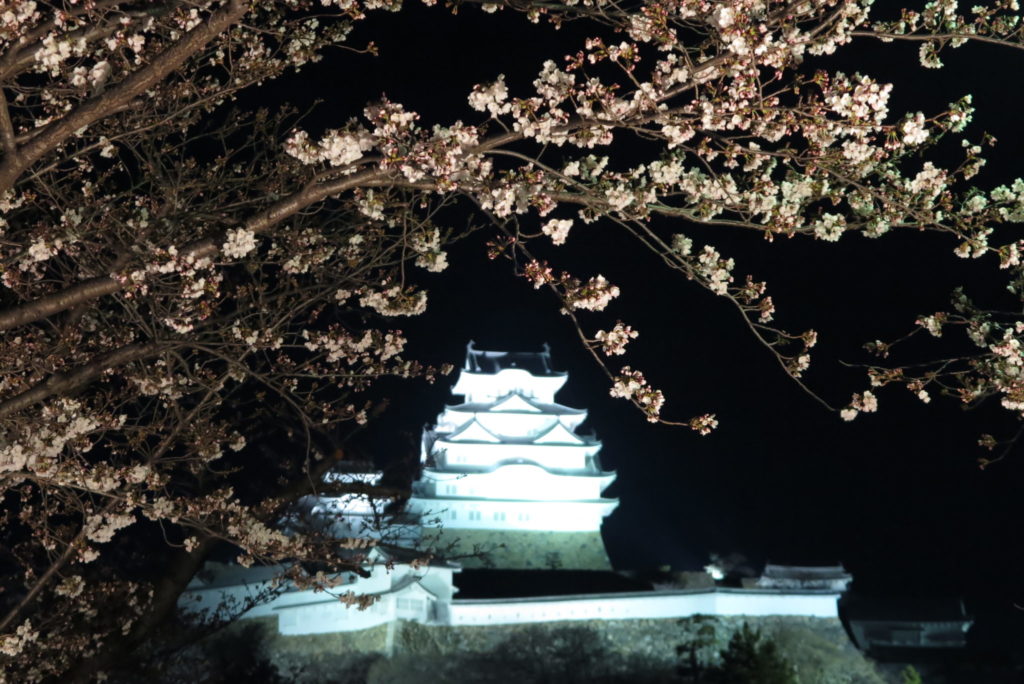 姫路城観桜会 夜桜会及び三の丸広場ライトアップは中止になったみたい 姫路の種