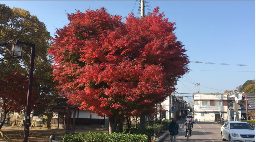 ２０１９兵庫 姫路周辺紅葉を楽しめる場所イベントは 日程などまとめ 姫路市のローカル情報サイト 裏観光情報も