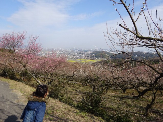 綾部山梅林に行ってきた 姫路市のローカル情報サイト 裏観光情報も