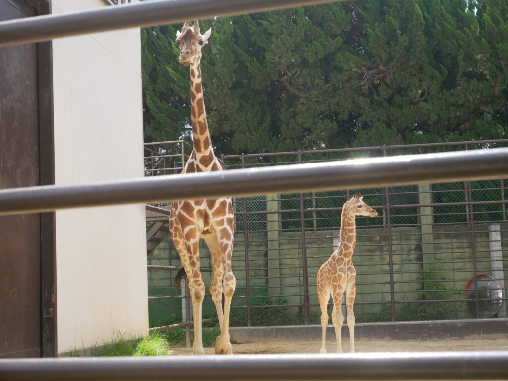 姫路市立動物園にキリンの赤ちゃんおった！【姫路の種写真部】 | 姫路の種