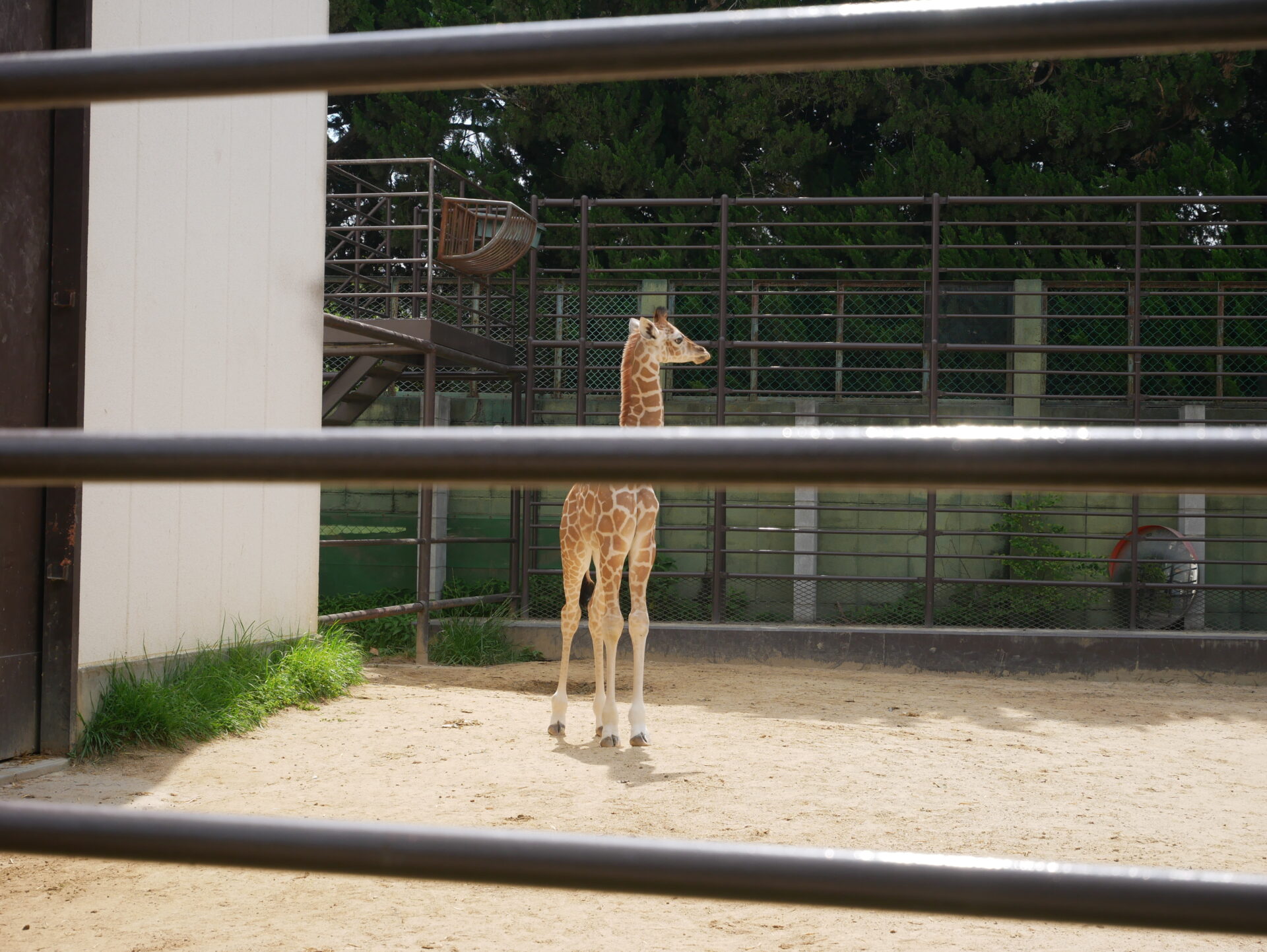 姫路市立動物園にキリンの赤ちゃんおった 姫路の種写真部 姫路の種