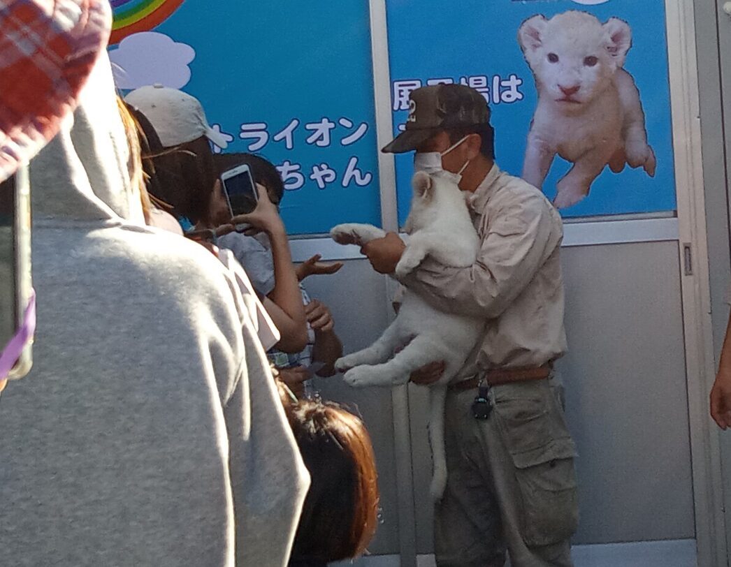 今日から姫センのホワイトライオンの赤ちゃんお披露目はじまった 肉球タッチしてきた 姫路の種