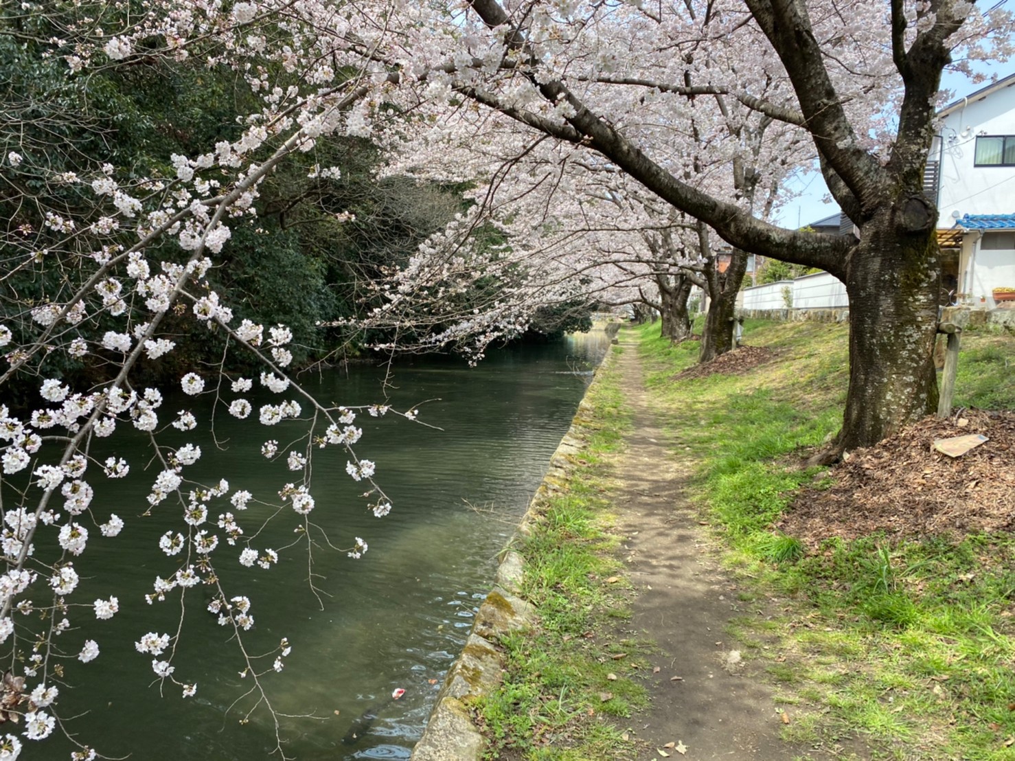 姫路城の桜の様子 桜開花速報２０２２ 日々更新中 姫路の種