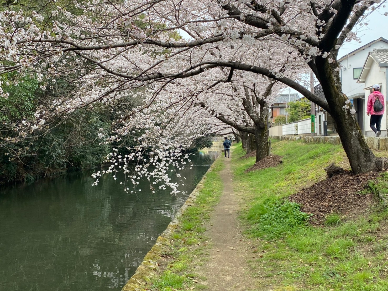 姫路城の桜の様子 桜開花速報２０２２ 日々更新中 姫路の種