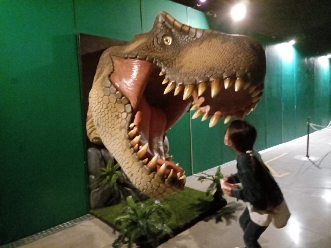 姫路大恐竜博の様子 姫路の種写真部 姫路の種 姫路大恐竜博の様子 姫路の種写真部 姫路の種