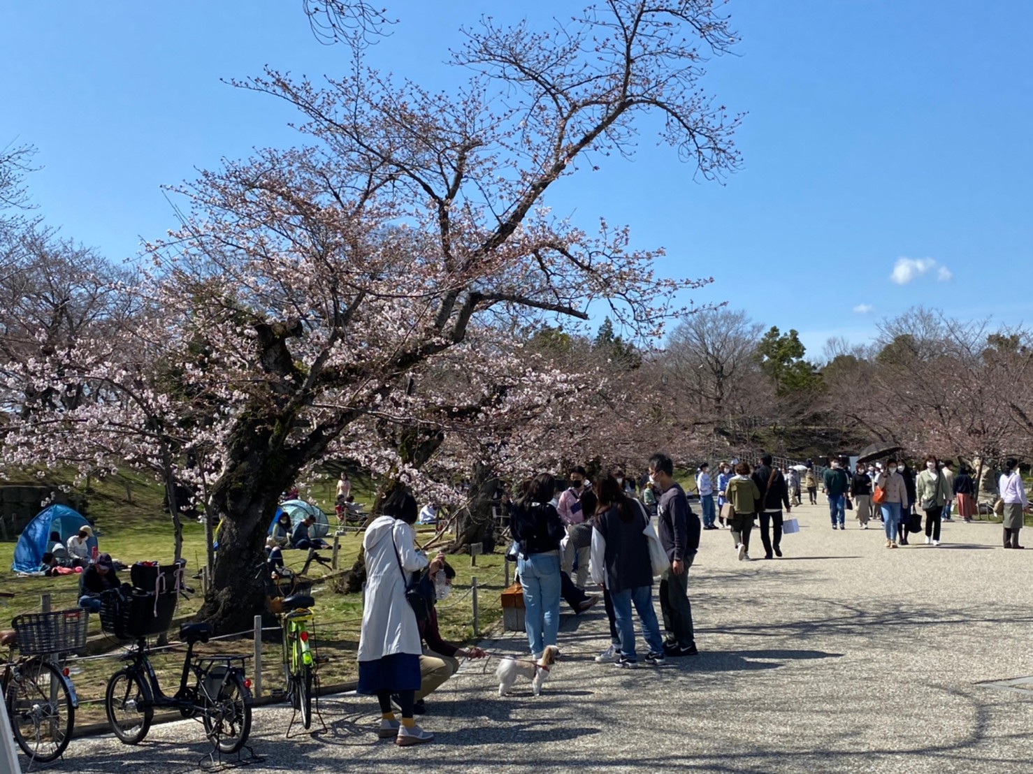 姫路城お花見 桜おすすめから穴場まで撮影スポット１３選 地元の極秘スポット教えます 姫路の種